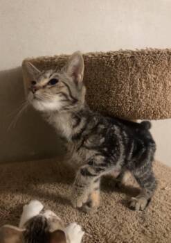 VELVET -  Domestic Short Hair Cat for Adoption in Northfield, Ohio - VELVET | PetCurious