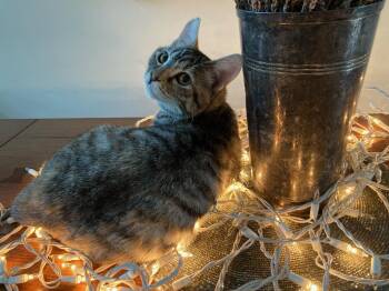 Domestic Short Hair Cats Available for Adoption in San Jose, California - Frosti (bonded W/ Crescent) | PetCurious