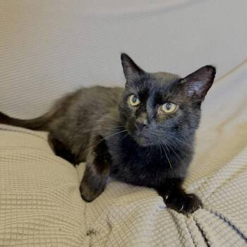 Ink -  Domestic Short Hair Cat for Adoption in Buffalo, Minnesota - Ink | PetCurious