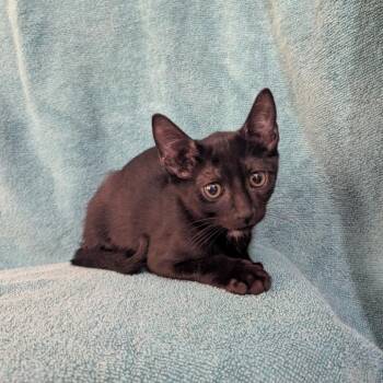 Jafar -  Domestic Short Hair Cat for Adoption in NEW PT RICHEY, Florida - Jafar | PetCurious