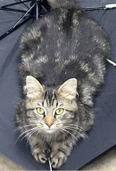Penny -  Tabby Cat for Adoption in Beckley, West Virginia - Penny | PetCurious