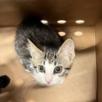 Lucie -  Domestic Short Hair Cat for Adoption in Tampa, Florida - Lucie | PetCurious