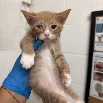 Uno -  Domestic Short Hair Cat Available for Adoption in Edinburg, Texas - Uno | PetCurious
