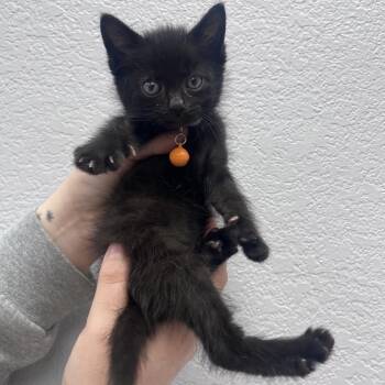 Razzle -  Domestic Medium Hair Cat for Adoption in Waco, Texas - Razzle | PetCurious