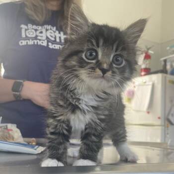 Dewy -  Domestic Medium Hair Cat for Adoption in Chapel Hill, North Carolina - Dewy | PetCurious