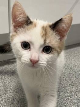 Freya -  Domestic Short Hair Cat for Adoption in Orland Hills, Illinois - Freya | PetCurious