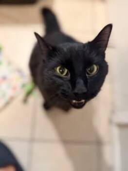Mowgli -  Domestic Long Hair and Domestic Short Hair Cat for Adoption in Bellevue, Washington - Mowgli | PetCurious