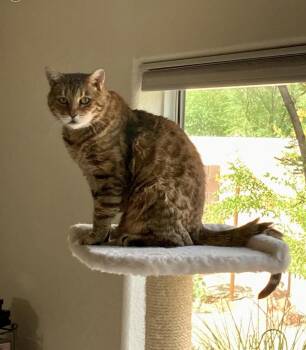 Asia -  Domestic Short Hair Cat for Adoption in Las Vegas, Nevada - Asia | PetCurious