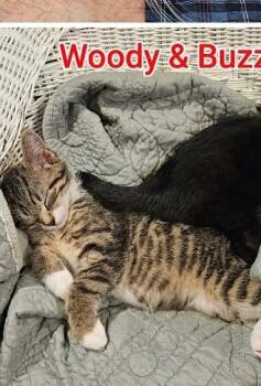 Rescue Domestic Short Hair Cats for Adoption in Grand Rapids, Michigan - Woody | PetCurious