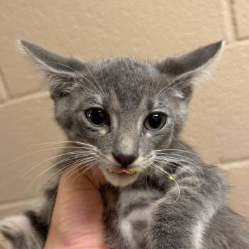Winston -  Domestic Short Hair Cat for Adoption in Stillwater, Oklahoma - Winston | PetCurious