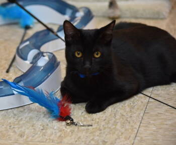 Rescue Domestic Short Hair Cats for Adoption in San Jose, California - Drake | PetCurious