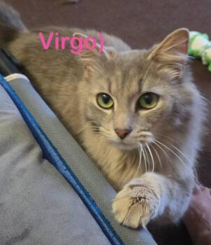 Domestic Short Hair Cats Available for Adoption in New Bern, North Carolina - VIRGO (Mom) | PetCurious
