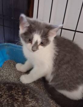 Annette -  Domestic Short Hair Cat for Adoption in Avon, New York - Annette | PetCurious