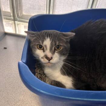 Midna "Prissy" -  Domestic Short Hair Cat for Adoption in Huntsville, Alabama - Midna "Prissy" | PetCurious