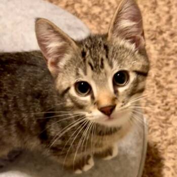 Tippy -  Domestic Short Hair Cat for Adoption in Saint Paul, Minnesota - Tippy | PetCurious