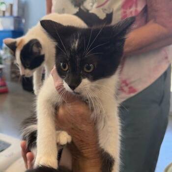Rip -  Domestic Short Hair Cat for Adoption in Kingman, Arizona - Rip | PetCurious
