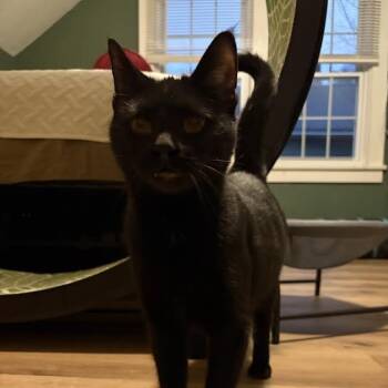 Domestic Short Hair Cats Available for Adoption - Chumbawumba | PetCurious