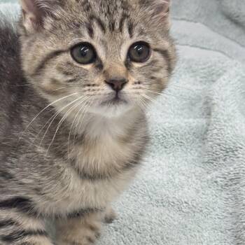 Rescue Domestic Short Hair Cats for Adoption in Sonora, California - Piper | PetCurious