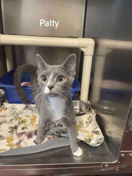 Rescue Domestic Short Hair Cats for Adoption in Hoopeston, Illinois - Patty | PetCurious
