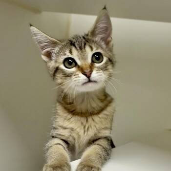 Aeirth -  Domestic Short Hair Cat for Adoption in Reisterstown, Maryland - Aeirth | PetCurious
