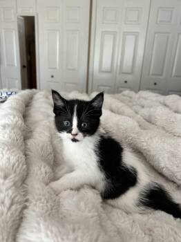 Moose Tracks -  Domestic Short Hair Cat for Adoption in Walled Lake, Michigan - Moose Tracks | PetCurious