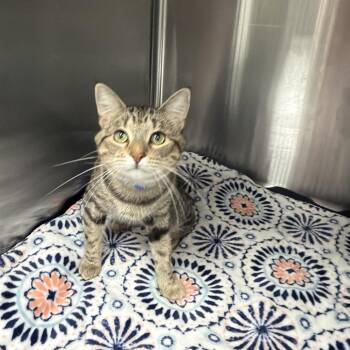 Hudson -  Domestic Short Hair and American Bobtail Cat for Adoption in Lakeland, Florida - Hudson | PetCurious