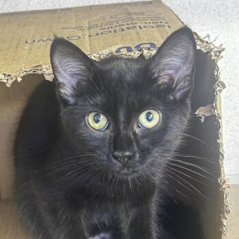 Martini -  Domestic Short Hair Cat for Adoption in New York, New York - Martini | PetCurious