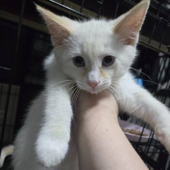Link McGuire -  Domestic Short Hair Cat for Adoption in Eagle Mountain, Utah - Link McGuire | PetCurious