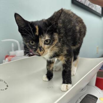 Daffodil -  Domestic Short Hair Cat for Adoption in Buffalo, New York - Daffodil | PetCurious