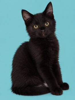 Sable -  Domestic Medium Hair Cat for Adoption in Emerald Isle, North Carolina - Sable | PetCurious