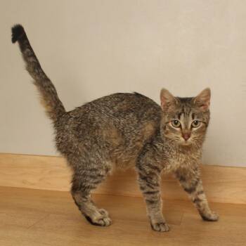 Meowth C71686 -  Domestic Short Hair Cat for Adoption in Minnetonka, Minnesota - Meowth C71686 | PetCurious