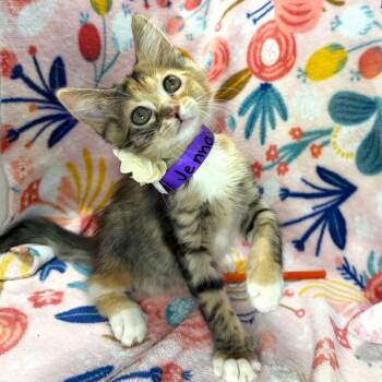 Jennay -  Calico Cat for Adoption in Tavares, Florida - Jennay | PetCurious