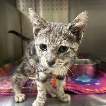 Critter -  Domestic Short Hair Cat for Adoption in Austin, Texas - Critter | PetCurious