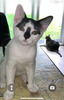 Rescue Domestic Short Hair Cats for Adoption in Midland, Michigan - Oliver - Courtesy Post | PetCurious