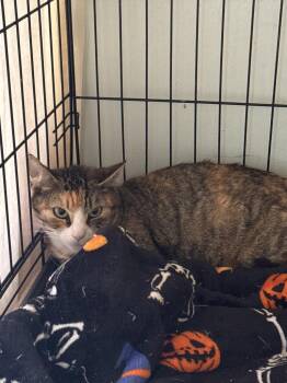 Annabelle -  Domestic Short Hair Cat for Adoption in Pine Grove, Pennsylvania - Annabelle | PetCurious