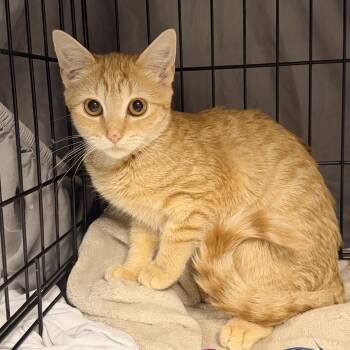 Vanna -  Domestic Short Hair Cat for Adoption in Bellmawr, New Jersey - Vanna | PetCurious