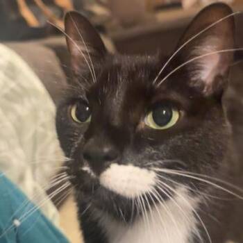 Pepper -  Domestic Short Hair Cat for Adoption in Rochester, Minnesota - Pepper | PetCurious