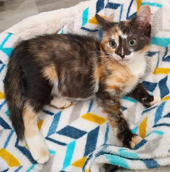 Callista - super snuggly -  Domestic Short Hair Cat for Adoption in Hendersonville, Tennessee - Callista - Super Snuggly | PetCurious