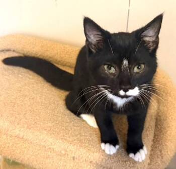 Gus -  Domestic Short Hair Cat for Adoption in Cumberland, Maine - Gus | PetCurious