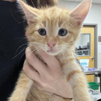 Creamsicle- 100711U -  Domestic Medium Hair Cat for Adoption in Tupelo, Mississippi - Creamsicle- 100711U | PetCurious