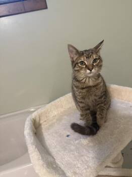 Kellie -  Domestic Short Hair Cat for Adoption in Emporia, Kansas - Kellie | PetCurious