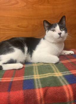 Chipper -  Domestic Short Hair Cat for Adoption in Port Jefferson Station, New York - Chipper | PetCurious