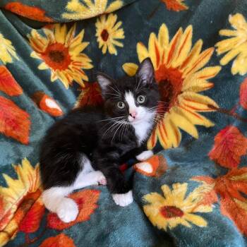 Rescue Domestic Short Hair Cats for Adoption in Greenwood, Missouri - George | PetCurious