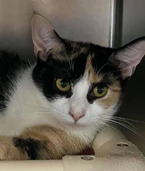 Rescue Domestic Short Hair Cats for Adoption in Myrtle Beach, South Carolina - Gizmo | PetCurious