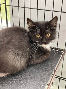 Diana -  Domestic Medium Hair Cat for Adoption in Covington, Virginia - Diana | PetCurious