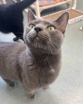 Domestic Short Hair Cats Available for Adoption in Cumberland, Maine - Blueface | PetCurious