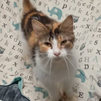 Rescue Domestic Long Hair Cats for Adoption in Uniontown, Pennsylvania - Esther | PetCurious