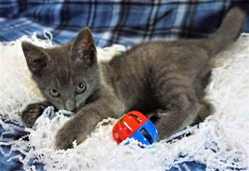Rescue Tabby Cats for Adoption in Franklin, Tennessee - KITTEN GRAYSON | PetCurious