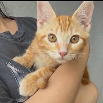 Dody (C000-169) -  Domestic Short Hair Cat for Adoption in Chino Hills, California - Dody (C000-169) | PetCurious