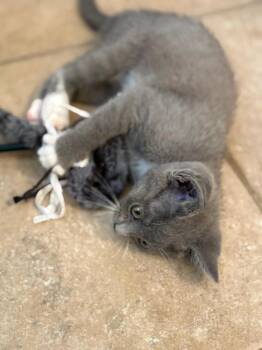 Cream Puff -  Domestic Short Hair Cat Available for Adoption in Green Valley, Arizona - Cream Puff | PetCurious